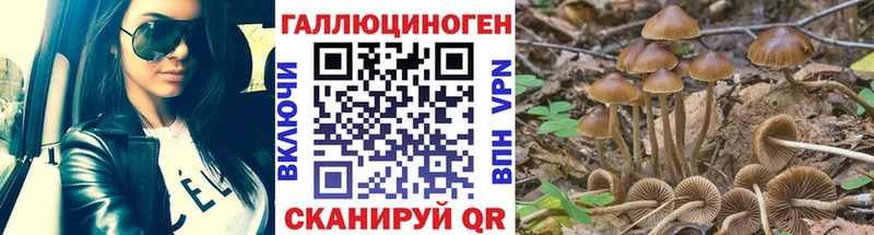 Псилоцибиновые грибы Cubensis  Кочубеевское 
